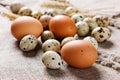 Speckled quail eggs and chicken eggs Royalty Free Stock Photo