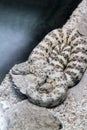 Speckled Rattle Snake