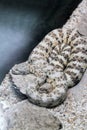 Speckled Rattle Snake Royalty Free Stock Photo