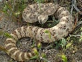 Speckled Rattle Snake