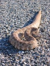 Speckled rattlesnake