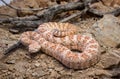 Speckled Rattlesnake on Ground with Rocks and Sticks