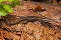 Speckled Rock Skink Trachylepis punctatissima 9281