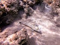 Speckled sandperch fish Parapercis hexophthalma on sand at coral reef