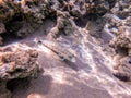 Speckled sandperch fish (Parapercis hexophthalma) on sand at coral reef