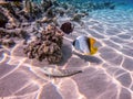 Speckled sandperch fish (Parapercis hexophthalma) on sand at coral reef