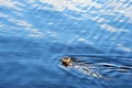 Speckled seal swimming in sea, Prince Rupert, BC