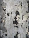 Spotted texture of the trunk of a sycamore tree