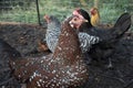 Speckled Sussex Chicken With Other Types in Background