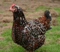 Speckled sussex hen