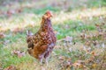 Speckled sussex hen with autumn leaves