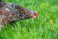 Speckled Sussex Hen foraging for food