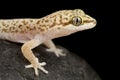 Speckled Thick-toed Gecko Pachydactylus punctatus