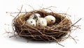 Speckled White Eggs In Brown Twig Nest Placed on White Background in Studio Shot Composition Royalty Free Stock Photo