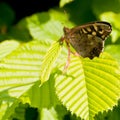 Speckled Wood