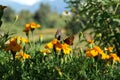 Speckled wood butterflies on vibrant marigolds