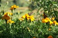 Speckled wood butterflies on vibrant marigolds