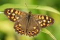 Speckled wood butterfly