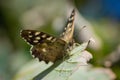 Speckled Wood butterfly on a curling leaf