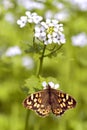 Speckled wood butterfly on flower