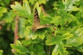 The Speckled Wood Royalty Free Stock Photo