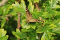The Speckled Wood