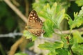 The Speckled Wood