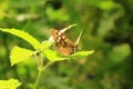 The Speckled Wood