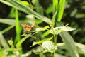 The Speckled Wood