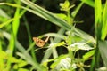 The Speckled Wood