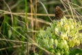 A Speckled Wood Butterfly in Lake Texoma, Texas