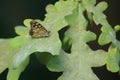 Speckled wood butterfly