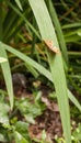 Speckled Wood Butterfly on long leaf