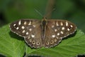 Speckled Wood Royalty Free Stock Photo