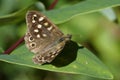 Speckled Wood Royalty Free Stock Photo