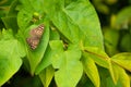 Speckled Wood Butterfly. Pararge Aegeira