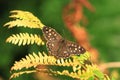 Speckled wood butterfly.Pararge aegeria