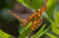 Speckled Wood Butterfly Royalty Free Stock Photo