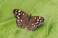 Speckled Wood Butterfly - Pararge aegeria basking on a leaf. Royalty Free Stock Photo