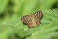 Speckled wood butterfly Pararge aegeria closeup Royalty Free Stock Photo