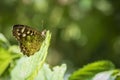 Speckled wood butterfly Pararge aegeria closeup Royalty Free Stock Photo