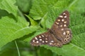 Speckled wood butterfly Pararge aegeria Royalty Free Stock Photo