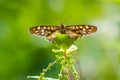 Speckled wood butterfly Pararge aegeria front view Royalty Free Stock Photo