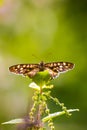 Speckled wood butterfly Pararge aegeria front view Royalty Free Stock Photo