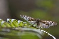 Speckled wood butterfly, Pararge aegeria, perched on a fern and birch leaf in woodland, august, scotland. Royalty Free Stock Photo