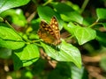 Speckled wood butterfly Pararge aegeria perched on a leaf with blurred background Royalty Free Stock Photo