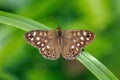 Speckled Wood Butterfly - Pararge aegeria at rest. Royalty Free Stock Photo