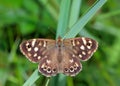 Speckled Wood Butterfly - Pararge aegeria, resting on a blade of grass.