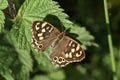 A Speckled Wood Butterfly, Pararge aegeria, resting on a Stinging Nettle leaf in woodland. Royalty Free Stock Photo