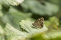 Speckled wood butterfly Pararge aegeria Royalty Free Stock Photo